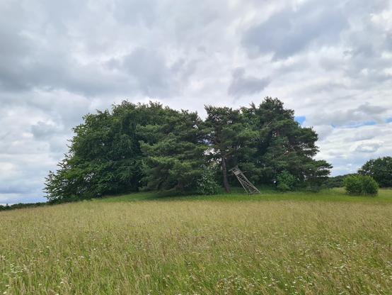 Eifelwiese, dahinter mehrere Bäume und darunter ein komplett windschiefer Hochsitz, auf den wirklich niemand mehr klettern sollte
