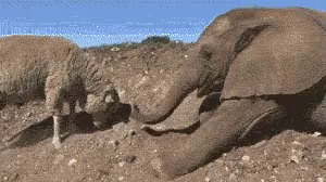 Image attached toot